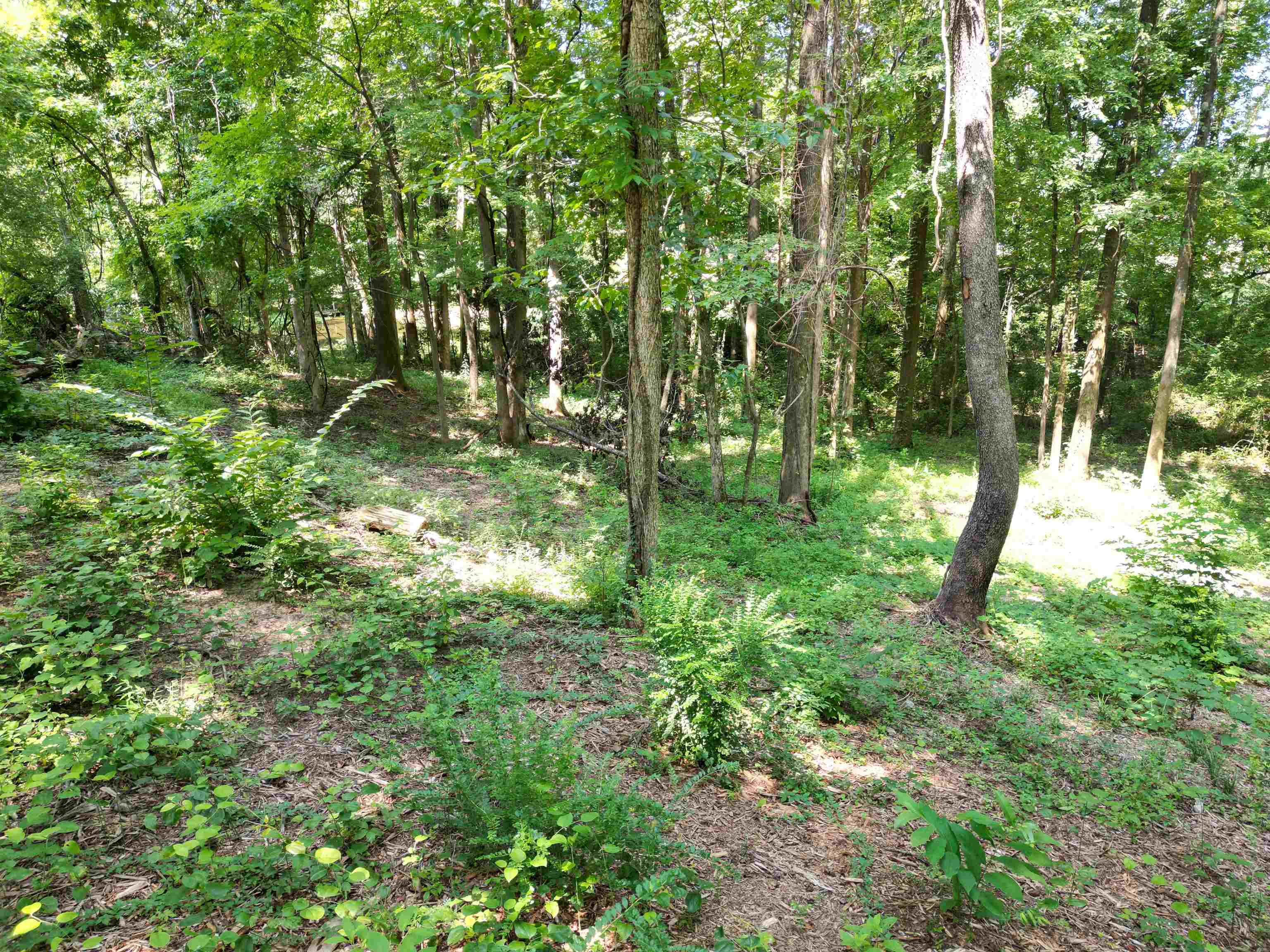0 Harmon Cv Property Photo 13