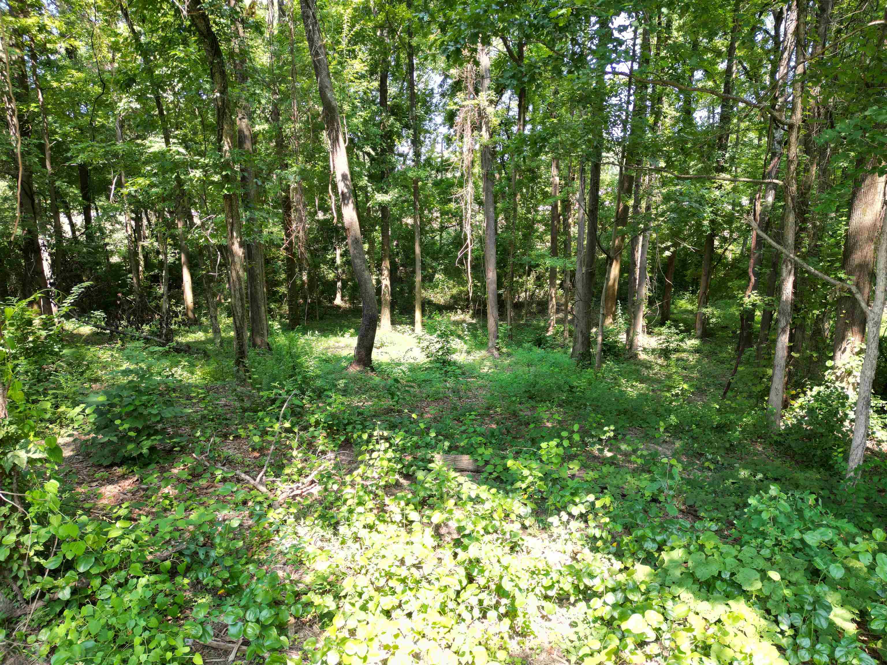 0 Harmon Cv Property Photo 14