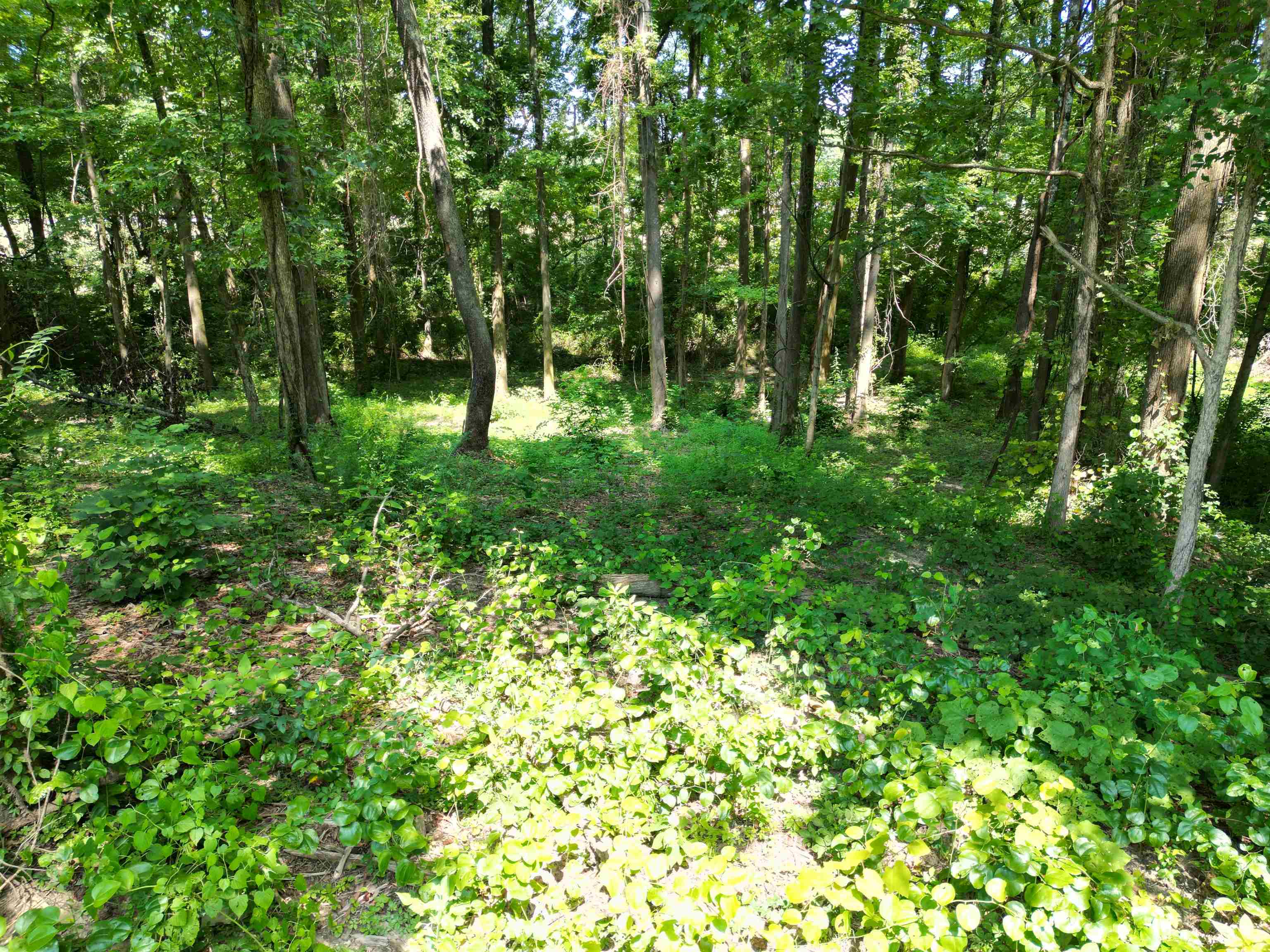 0 Harmon Cv Property Photo 17