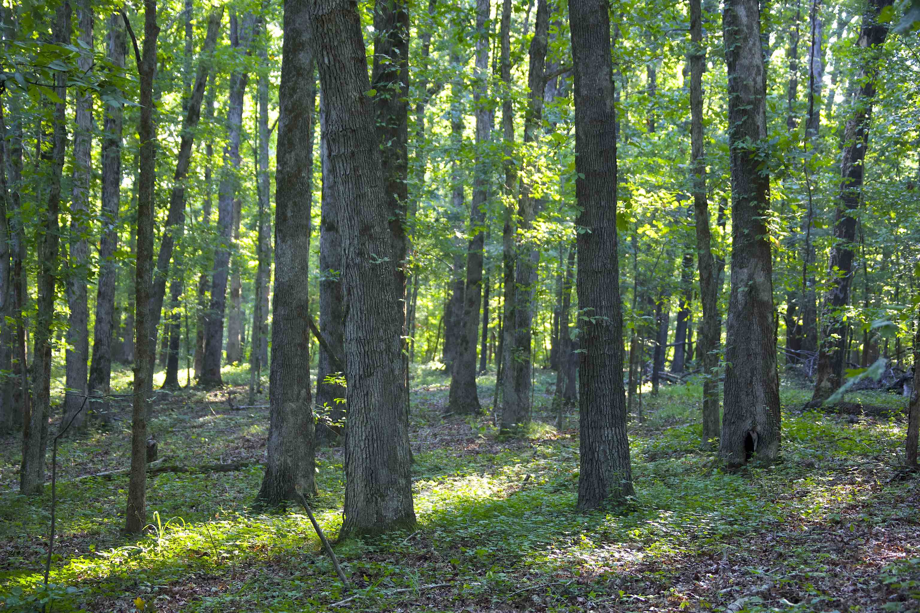 2530 West Fork Rd Property Photo 10