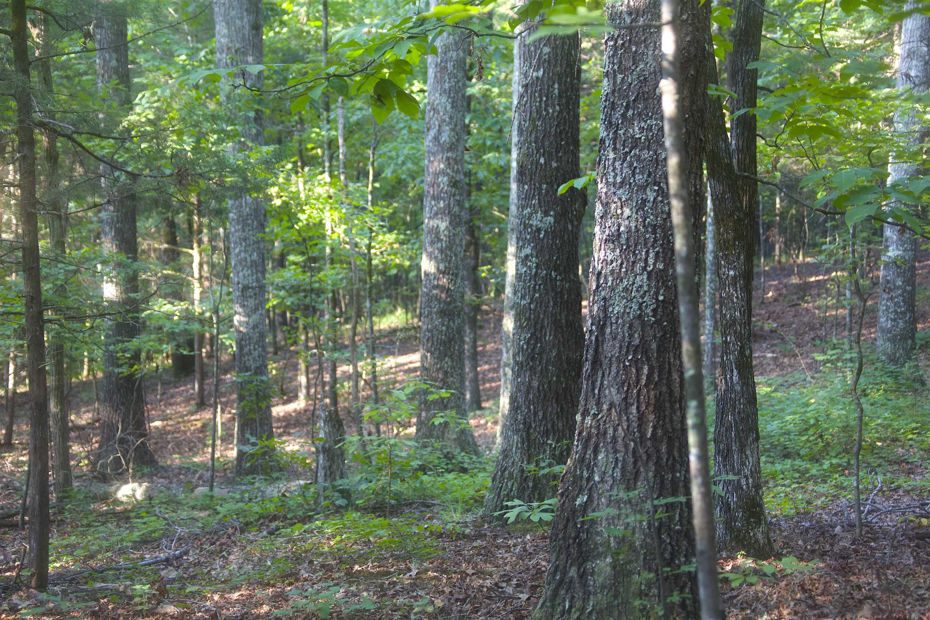 2530 West Fork Rd Property Photo 12