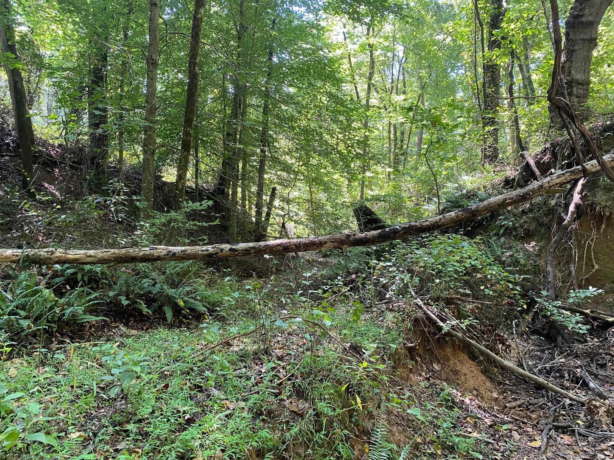 Oak Grove Ln Property Photo 23