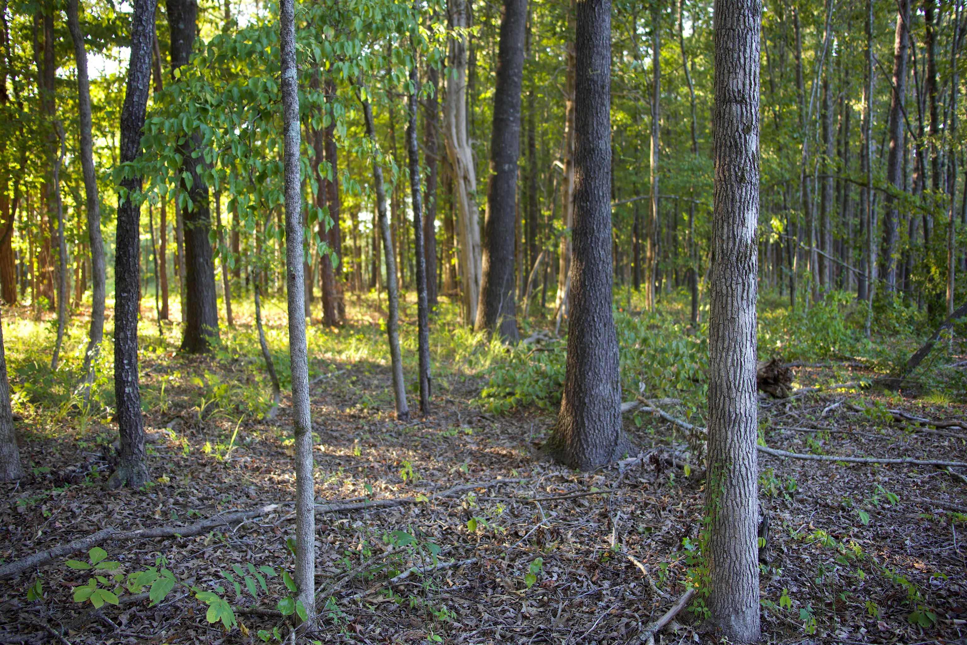 2797 Hardaway Church Rd Property Photo 3