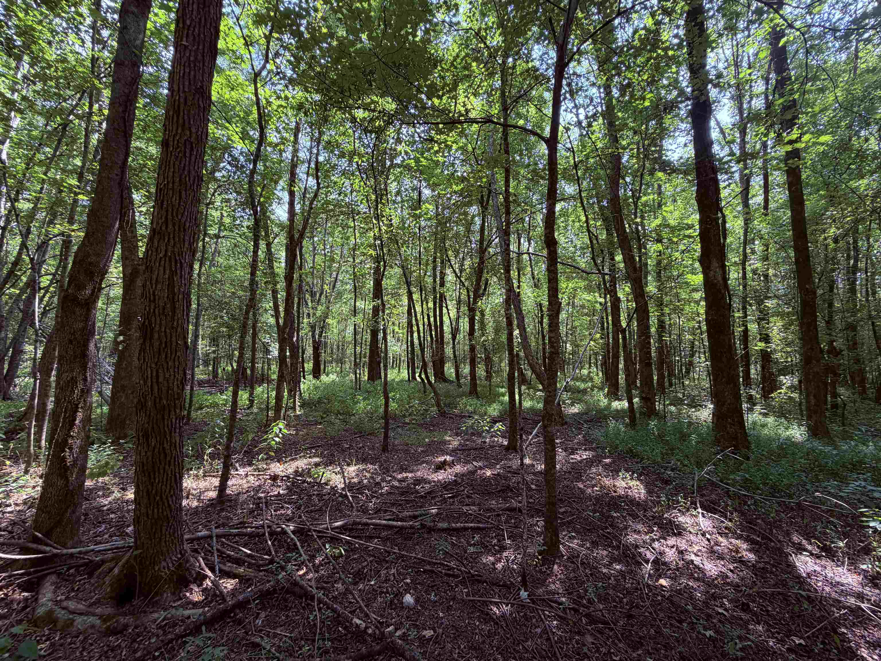 2415 Winwood Farms Loop Property Photo 11