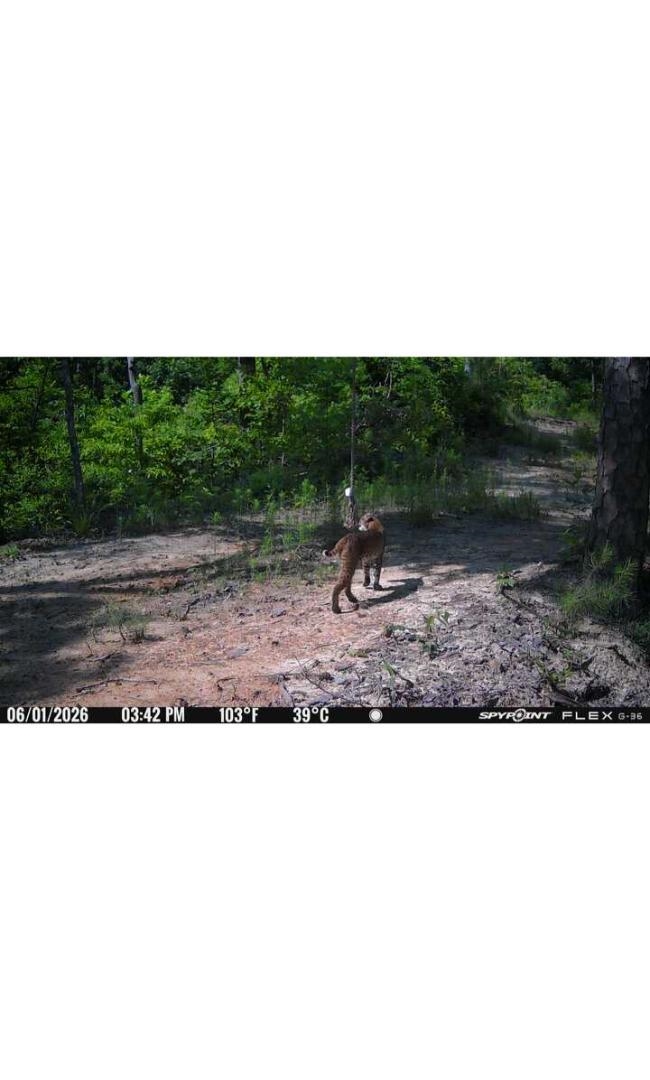 105 Ac. Big Rock Trl Property Photo 30