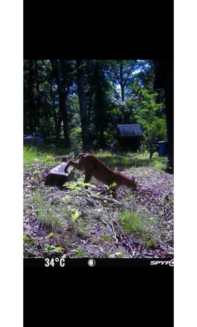 105 Ac. Big Rock Trl Property Photo 36