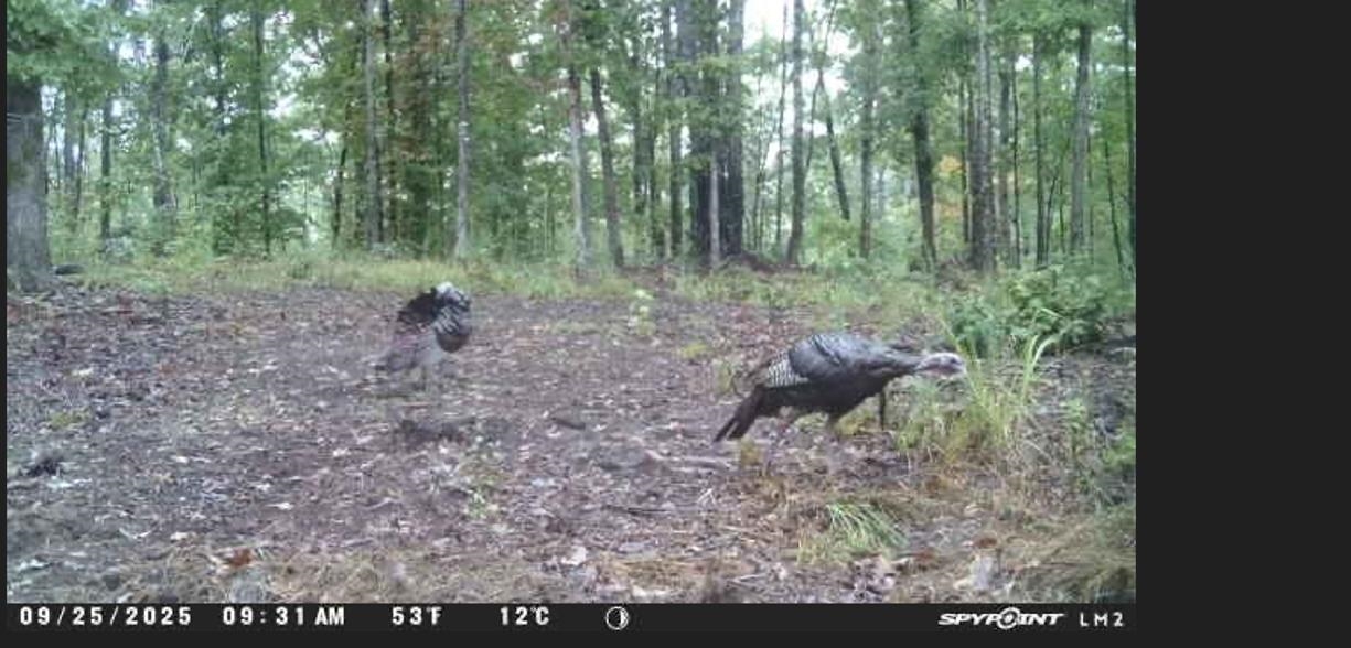 105 Ac. Big Rock Trl Property Photo 37