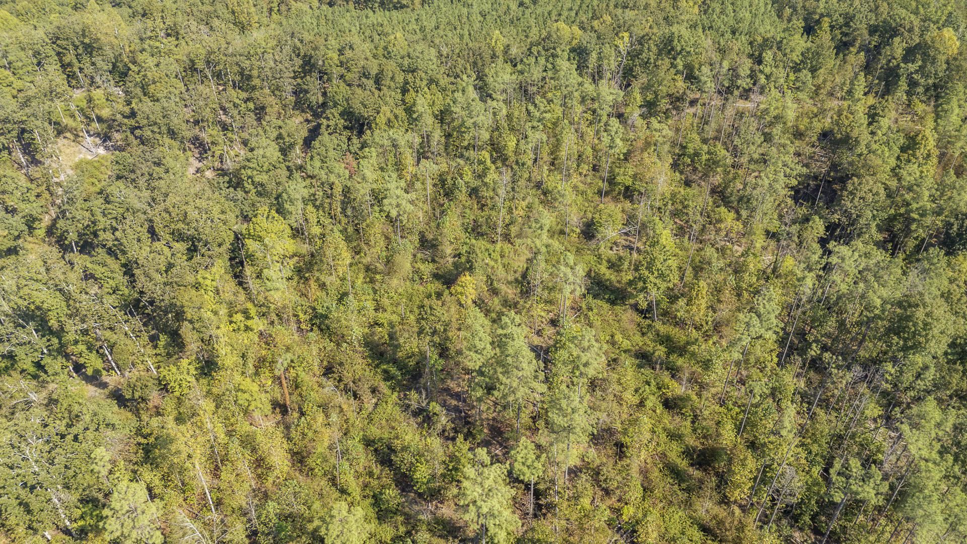 4125 Cherry Chapel Loop Property Photo 18