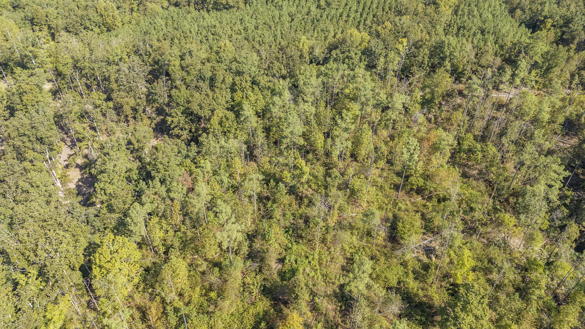 4125 Cherry Chapel Loop Property Photo 19