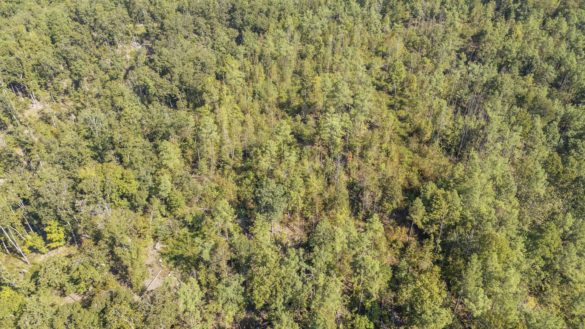 4125 Cherry Chapel Loop Property Photo 22