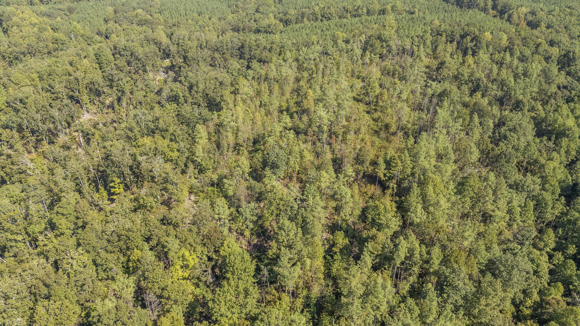 4125 Cherry Chapel Loop Property Photo 23