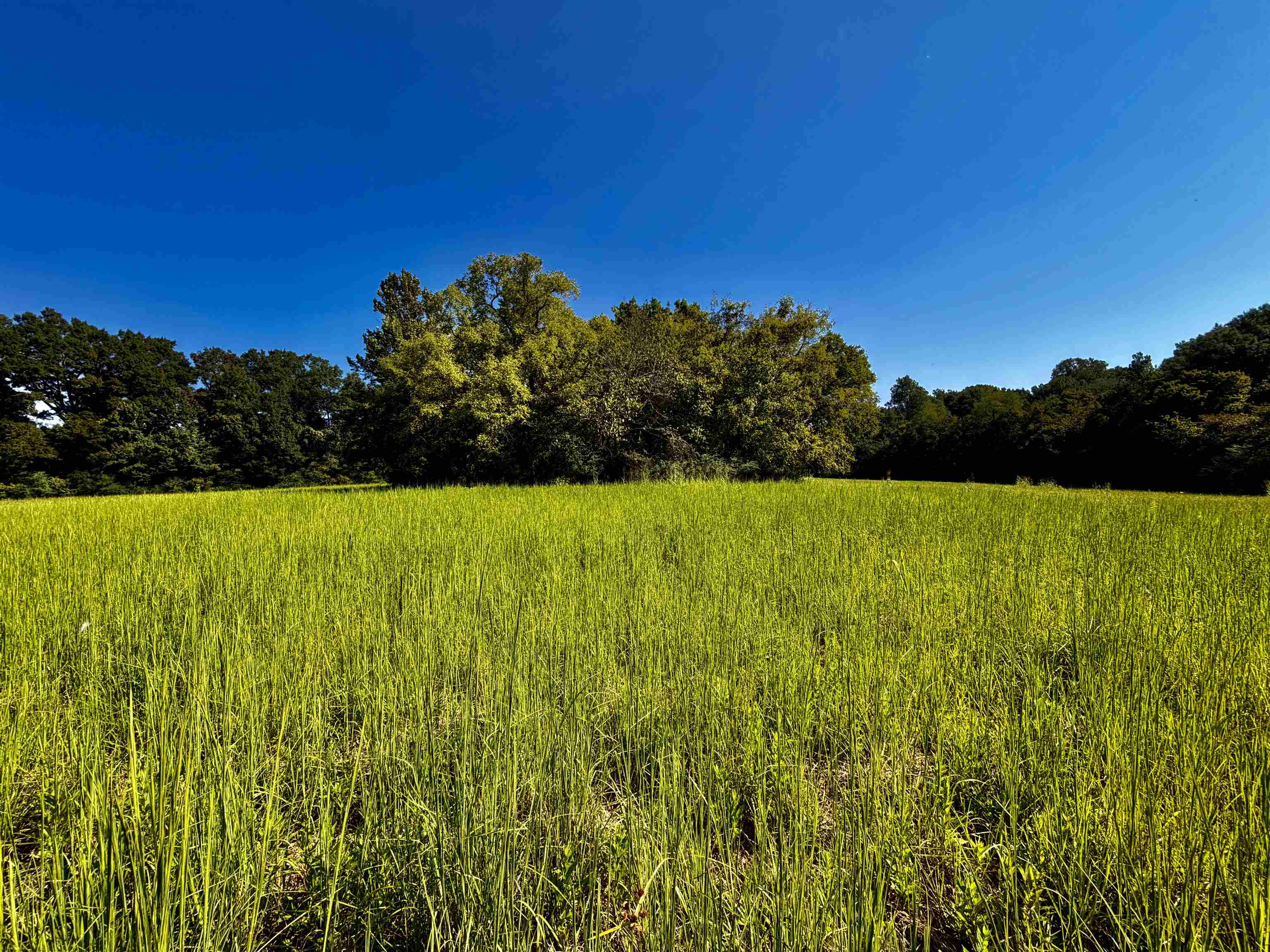 21.10 Acres Terry Rd Property Photo 4