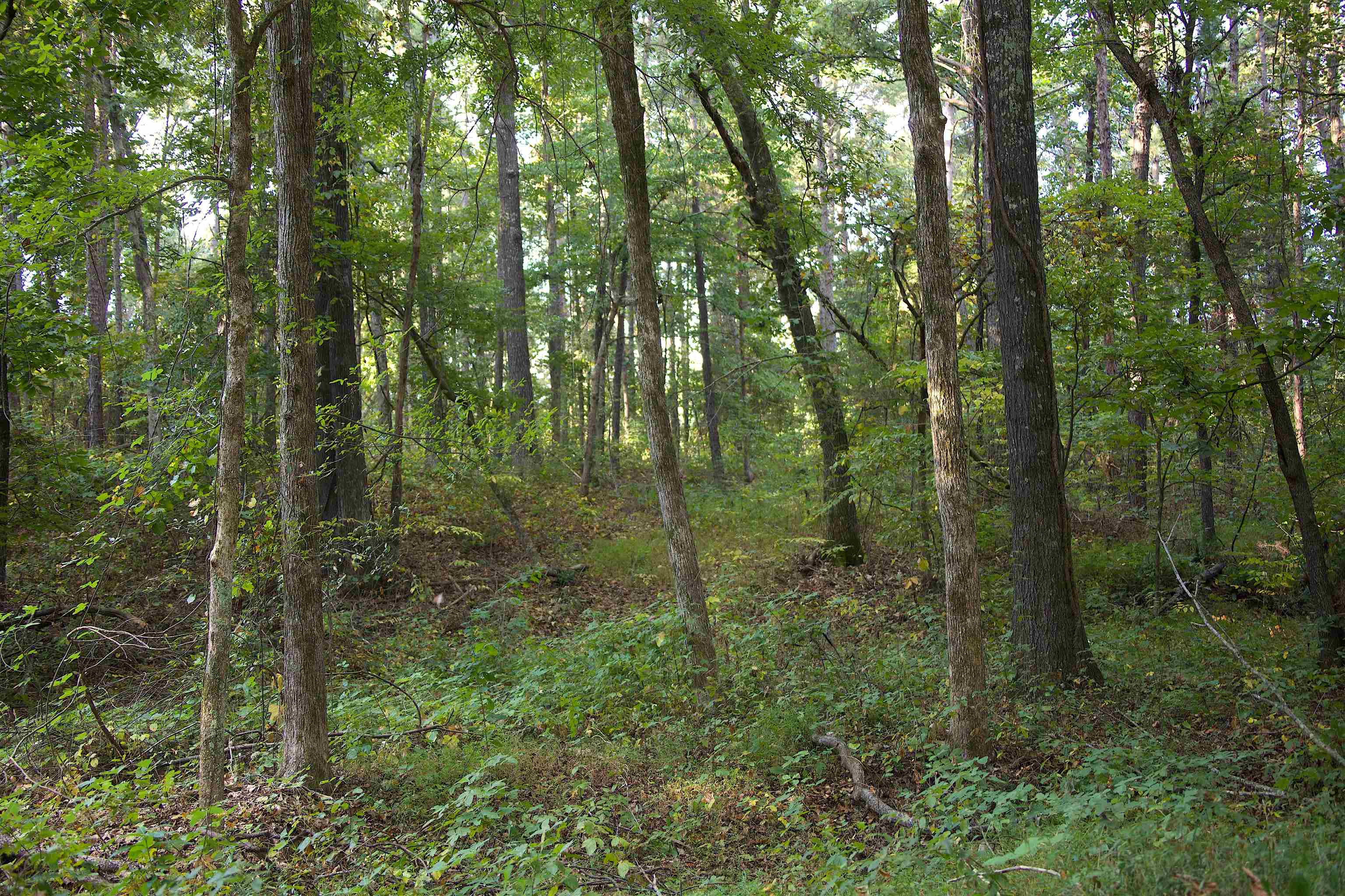 1026 Witherspoon Rd Property Photo 2