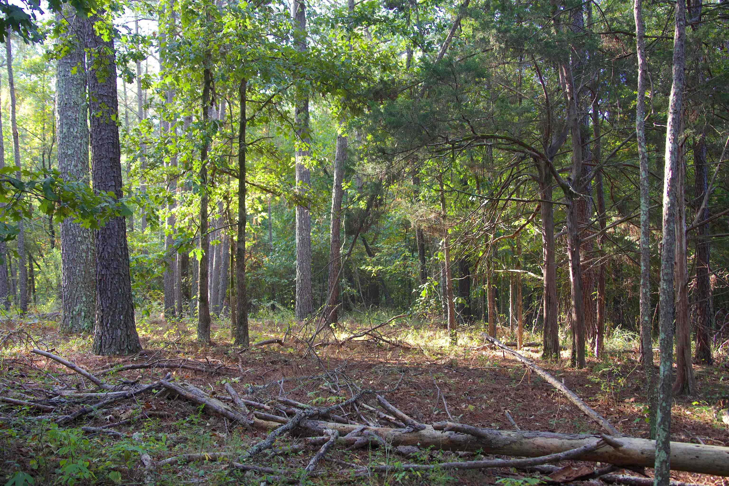 1026 Witherspoon Rd Property Photo 15