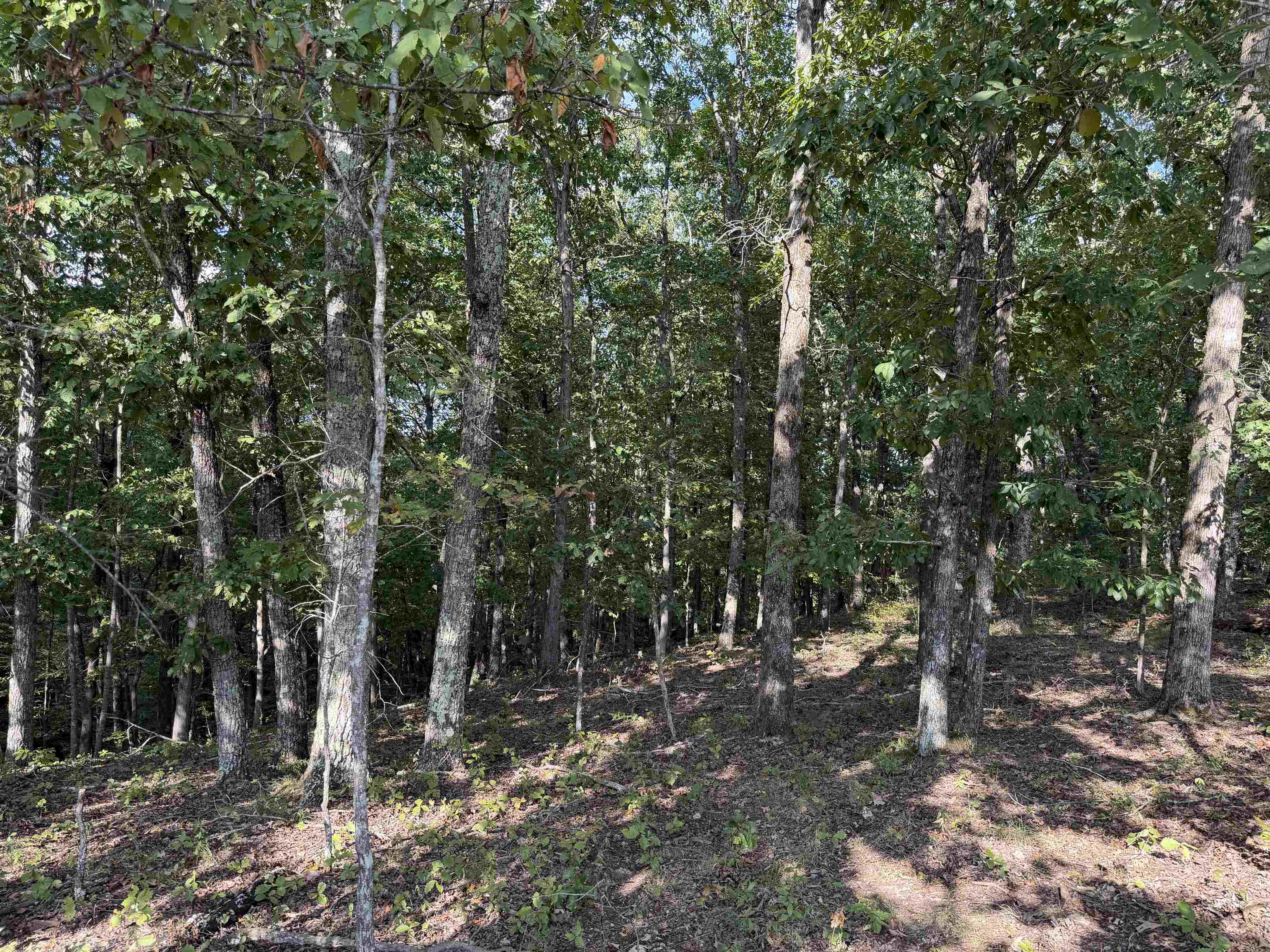 1960 Low Gap Rd Property Photo 14