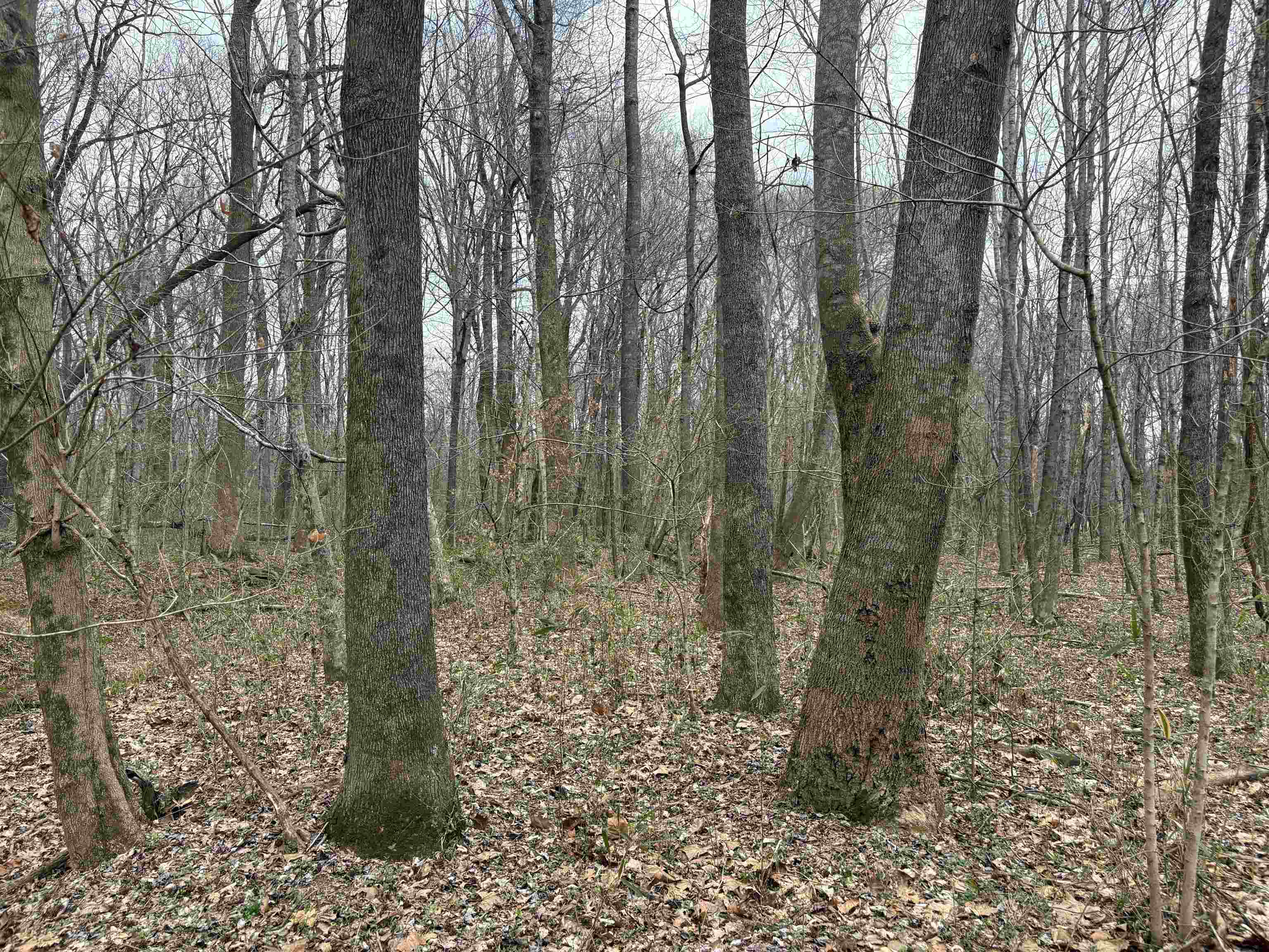 11338 Monterey Rd Property Photo 26