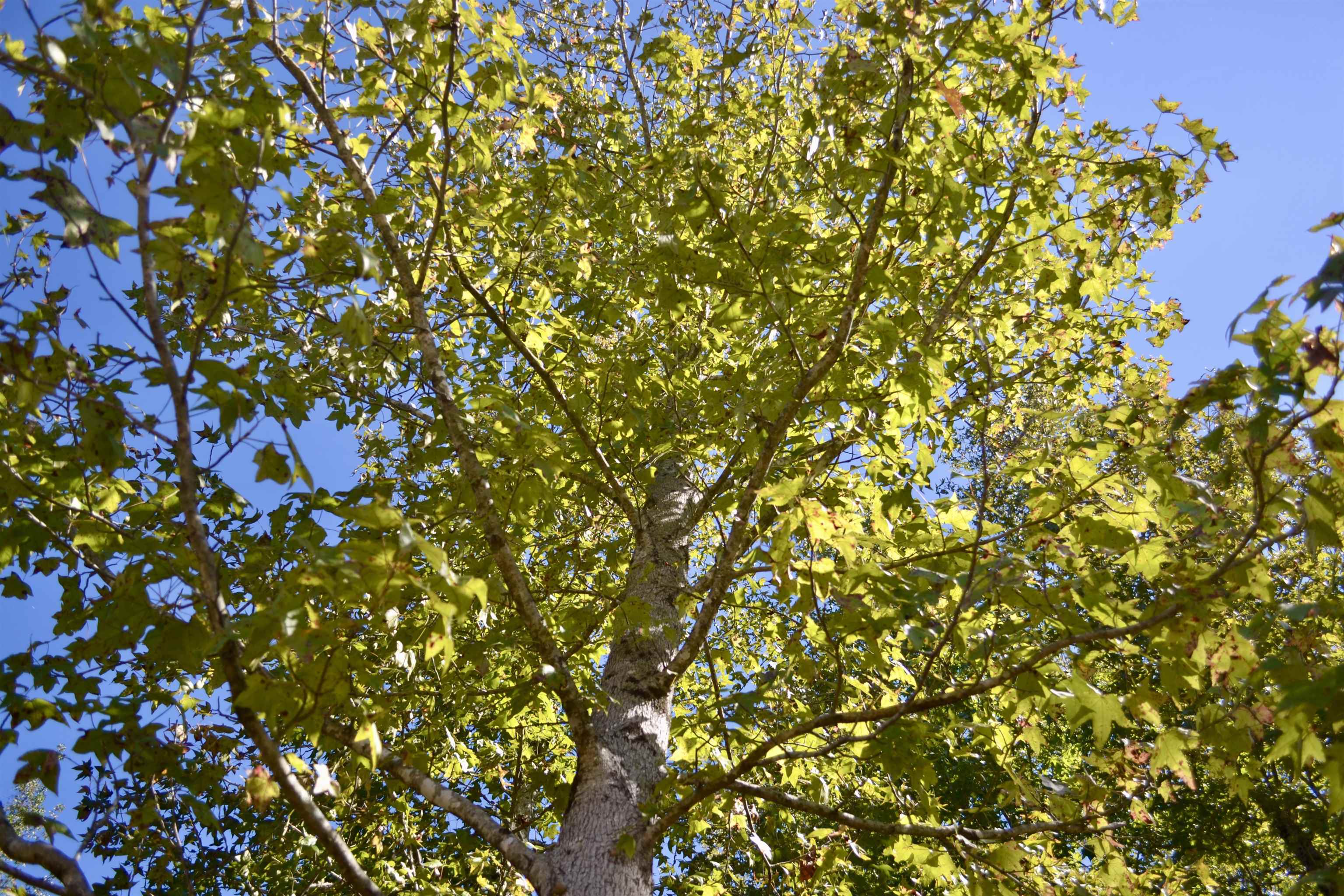 00 Pea Vine Rd S Property Photo 13