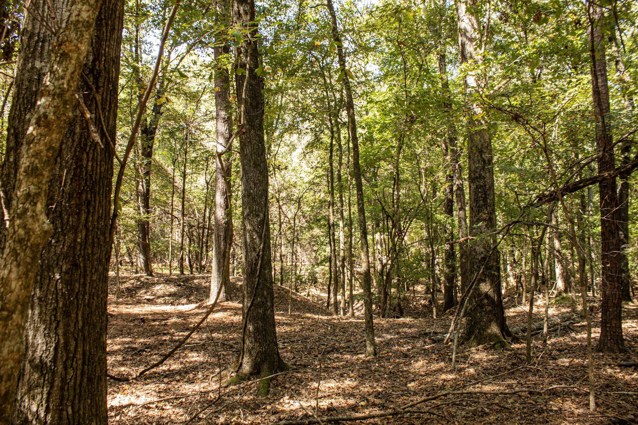 0 Donellson Rd Property Photo 11