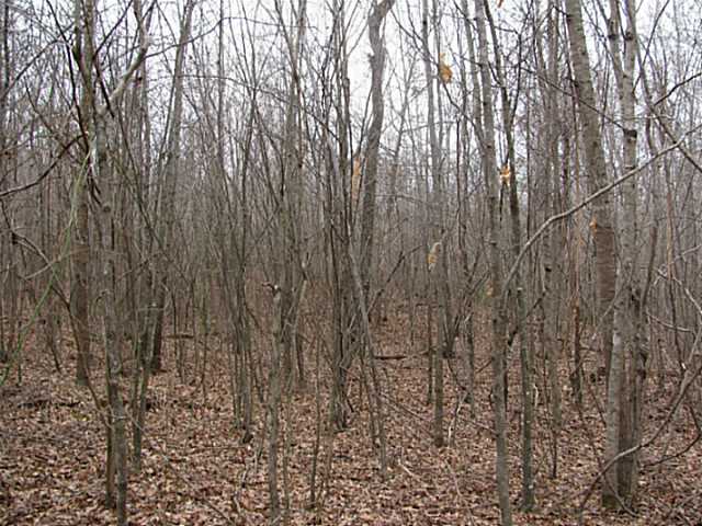 0 Mccullough Road Property Photo 4