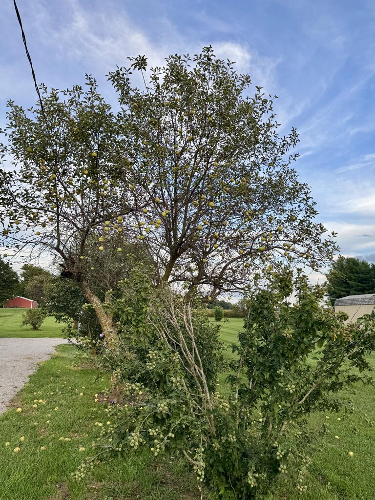 4437 Beechgrove Rd. Property Photo 3