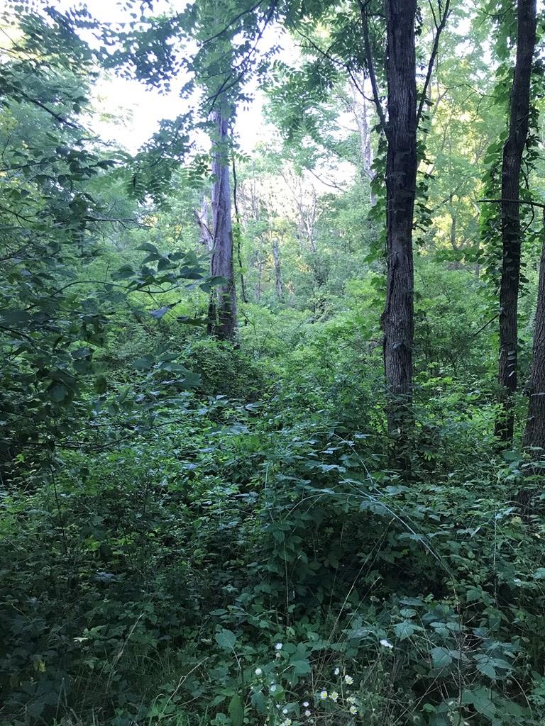 620 Running Brook Way Property Photo 20