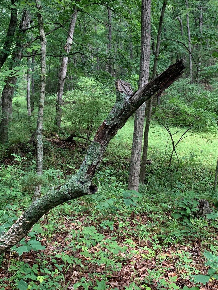 0 Lot 62.01 Acres Property Photo 6