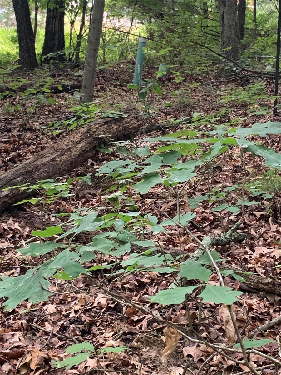 0 Lot 62.01 Acres Property Photo 9