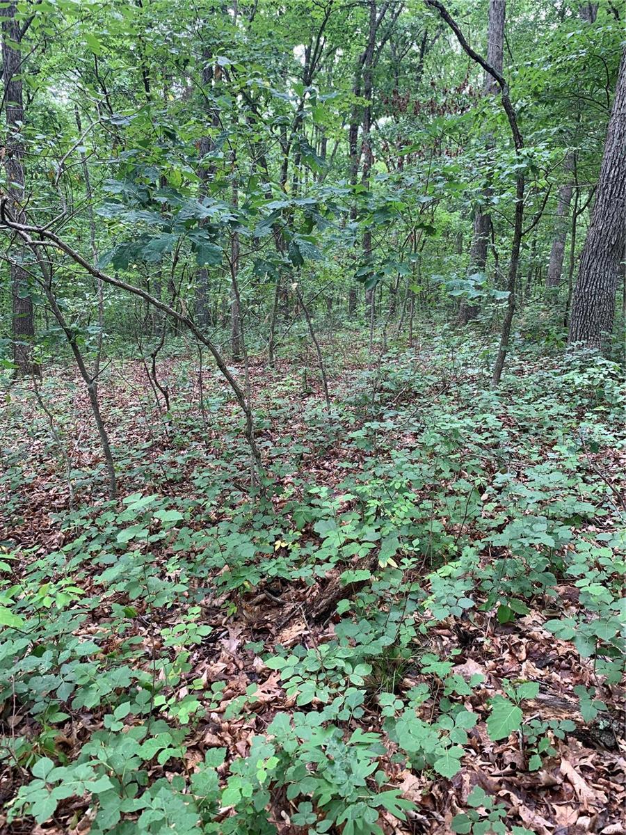 0 Lot 62.01 Acres Property Photo 24