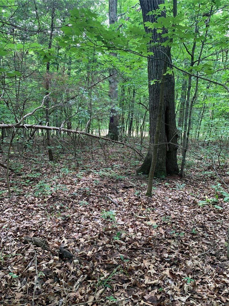0 Lot 62.01 Acres Property Photo 37