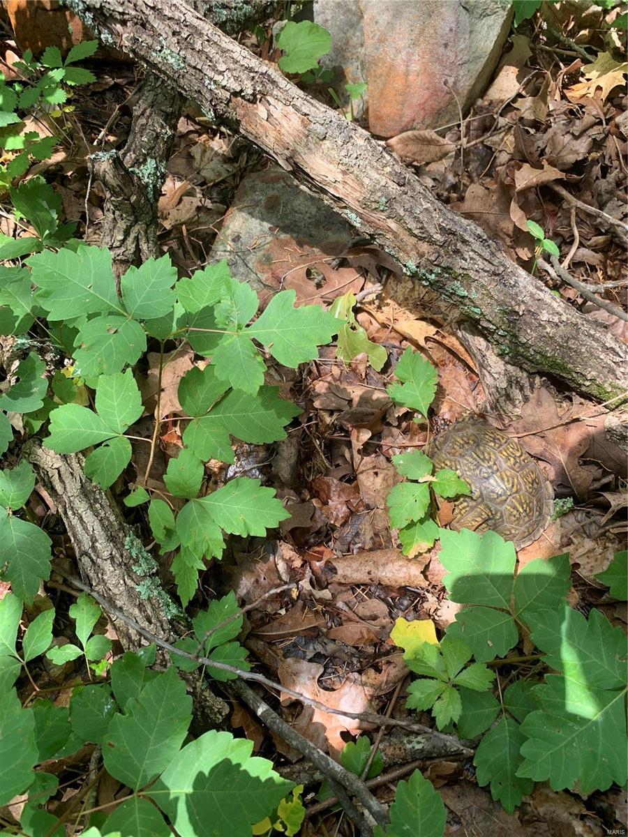 0 Lot 62.01 Acres Property Photo 45