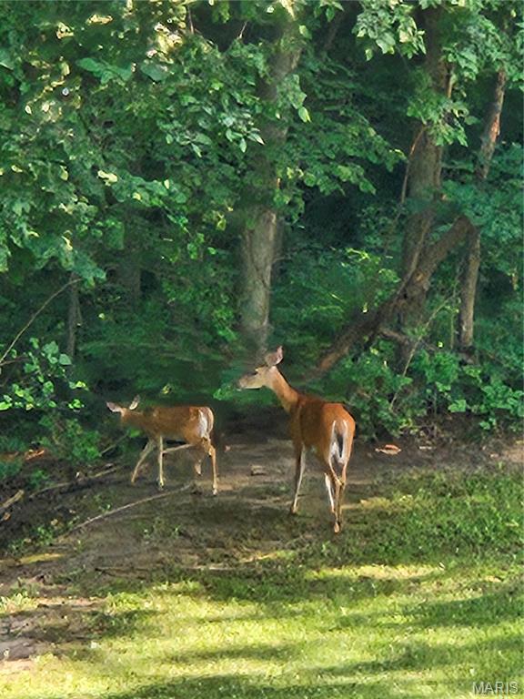 7467 Walshville Trail Property Photo 59
