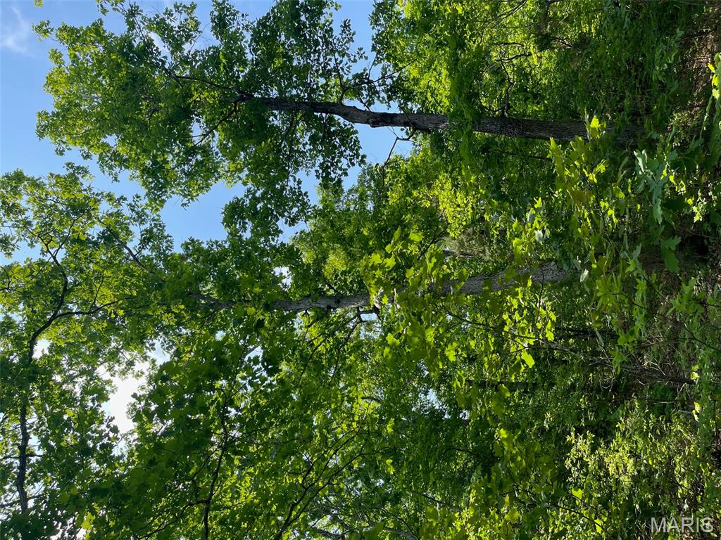50.10 Acres Off Madison 9519 Property Photo 9