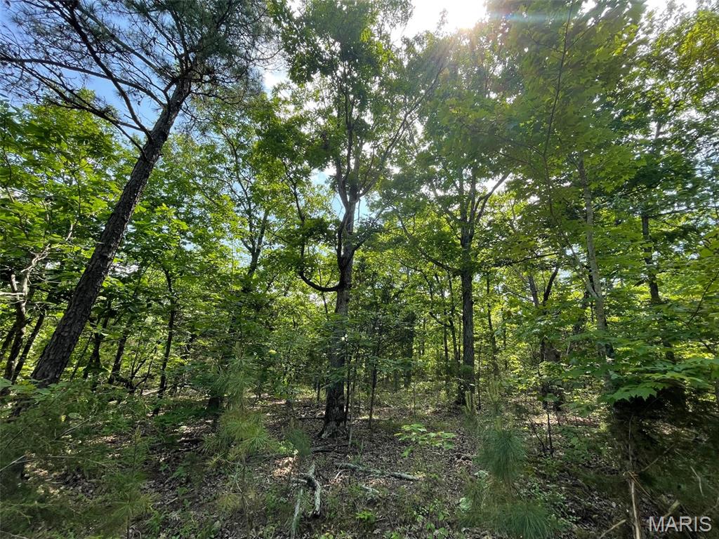 50.10 Acres Off Madison 9519 Property Photo 13
