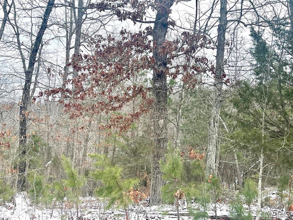 50.10 Acres Off Madison 9519 Property Photo 23