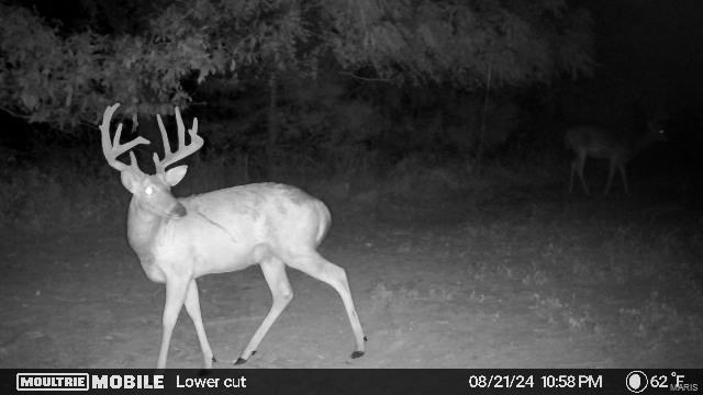 43 +/- Acres Monroe County Rd 445 Property Photo