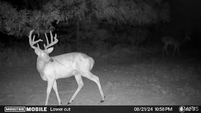 43 +/- Acres Monroe County Rd 445 Property Photo 1