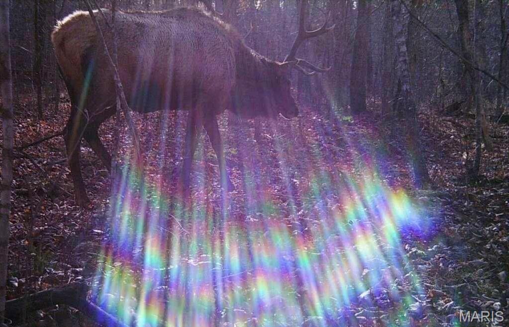 14559 Hunter Lane Property Photo 1