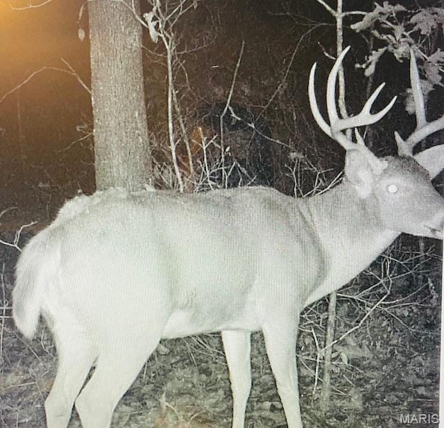 30 Acres Elk Head Road Property Photo 10