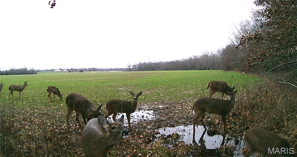 0 Bales Rd. (26.5+/- Acres) Property Photo 4