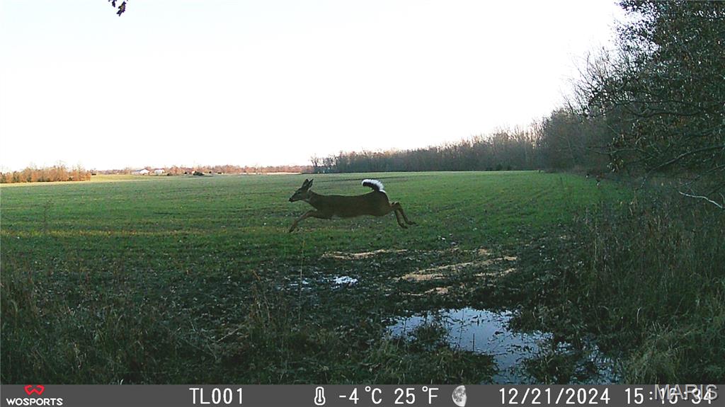 0 Bales Rd. (26.5+/- Acres) Property Photo 9