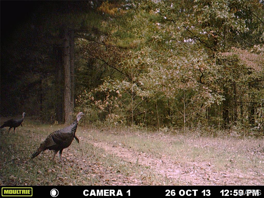 Tbd Tract 5 Bobwhite Lane Property Photo 7