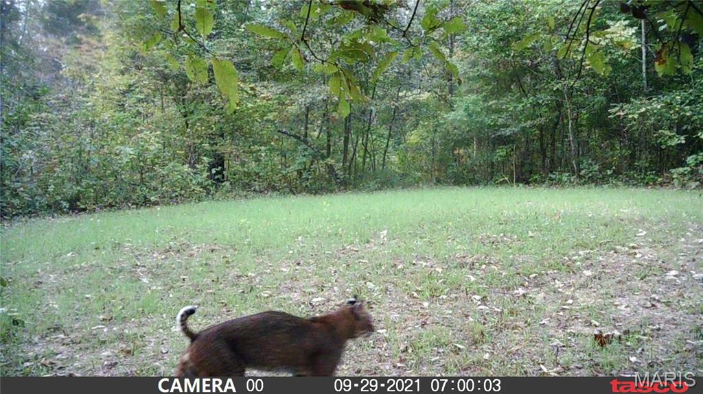 Tbd Tract 5 Bobwhite Lane Property Photo 33