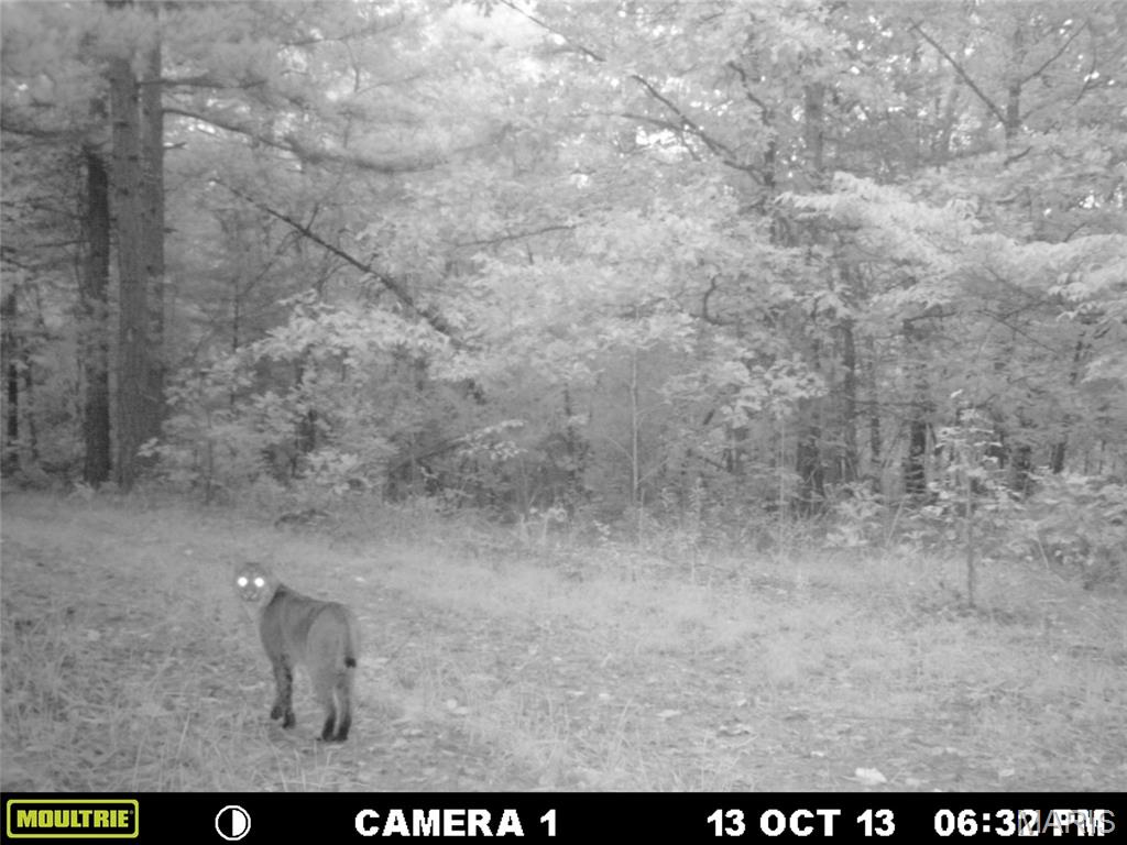 Tbd Tract 5 Bobwhite Lane Property Photo 53