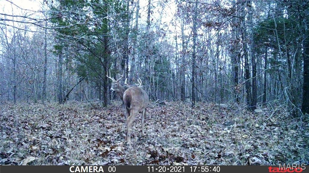 Tbd Tract 4 Bobwhite Lane Property Photo 34
