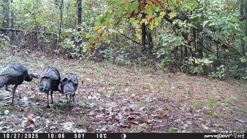 Tbd Tract 4 Bobwhite Lane Property Photo 54