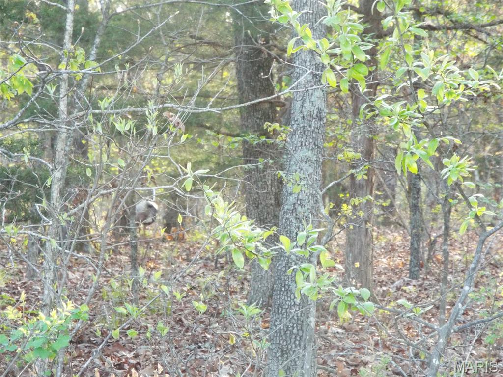 968 E Shivers Road Property Photo 12