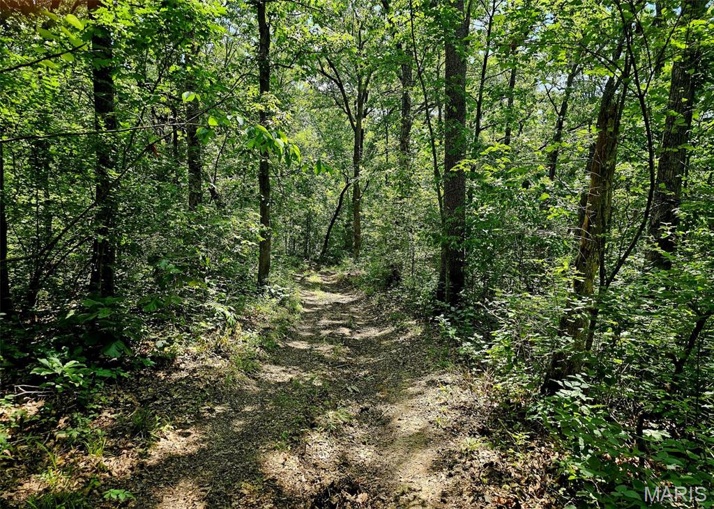 8+/- Ac Walker Road Property Photo 5