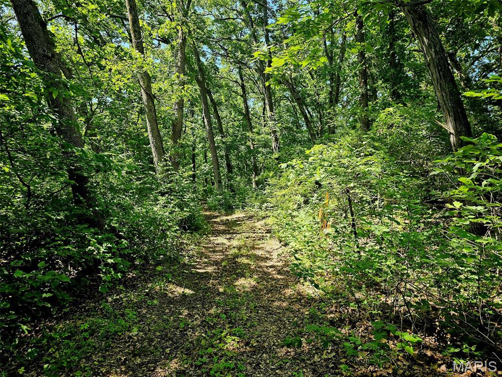 8+/- Ac Walker Road Property Photo 6