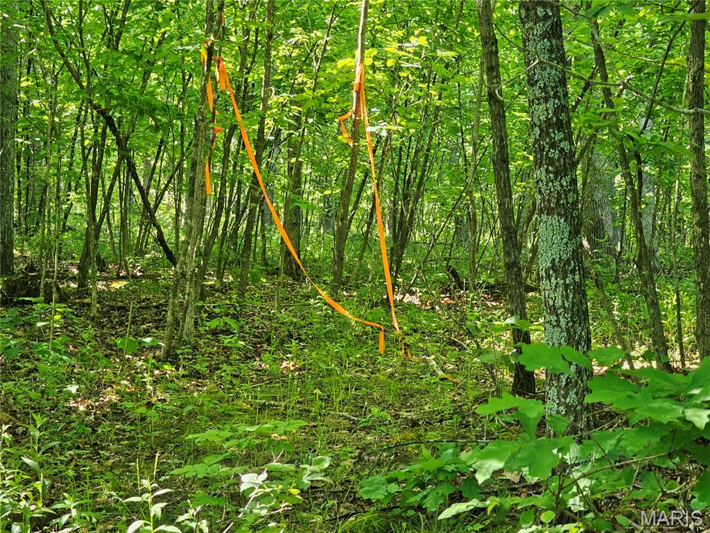 8+/- Ac Walker Road Property Photo 8