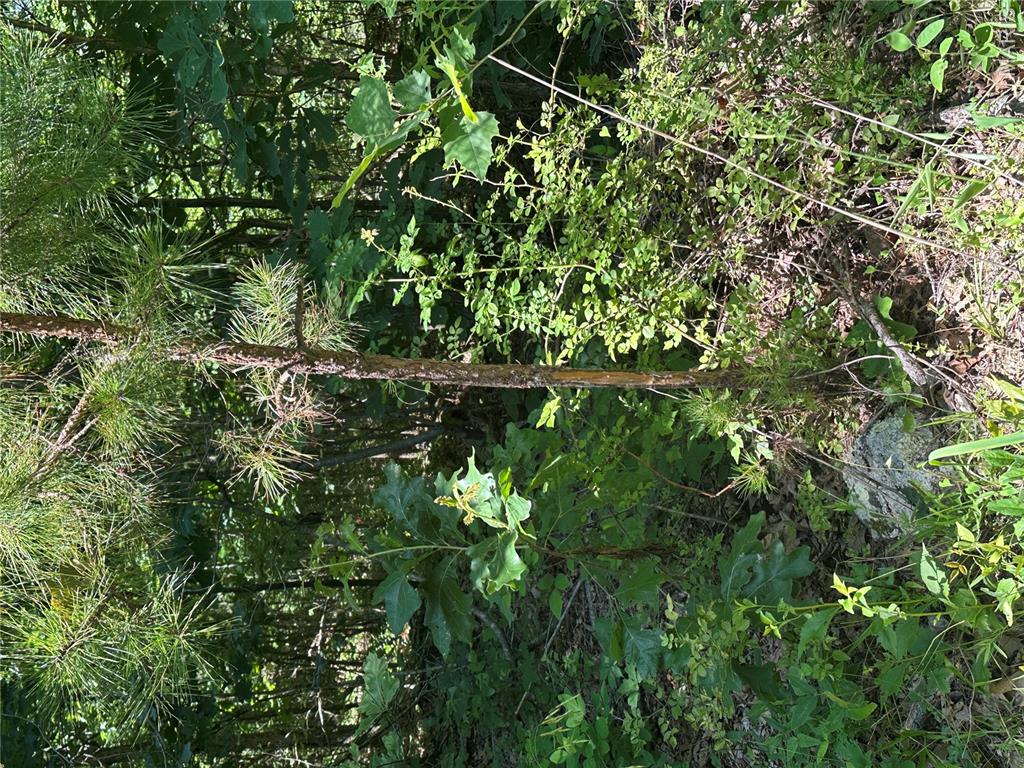 Tbd Highway 49 Property Photo 5